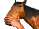 :chevalmain:
