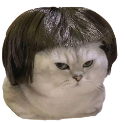 :Chat_brushing: