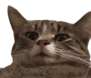 :chat_wtf_nobg:
