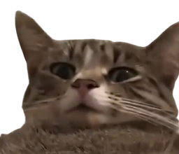:chat_wtf_nobg: