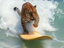 :jaguar: