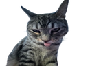 :CS_Langue: