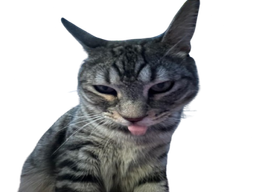 :CS_Langue: