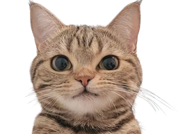 :Cutecat: