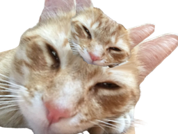 :Double_chat: