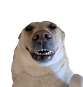 :Labrador: