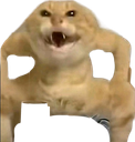 :Chat_sumo: