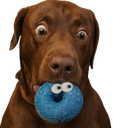 :teddidonut: