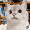 :polybe: