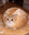 Photo de profil de Chrysantheme
