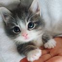 :Chat_copain_7: