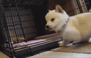 :Chien_calin: