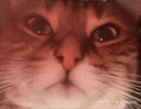 :ChatZoomColere2: