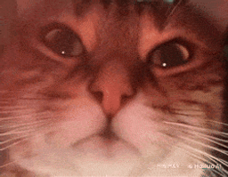 :ChatZoomColere2: