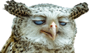 :HibouDrogue: