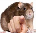 :rat_doigt: