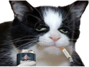 :chat_dechet: