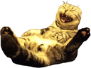 :chat_rigole: