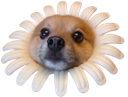 :spitz_fleur: