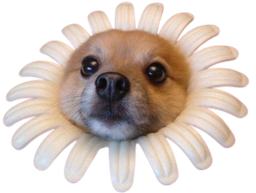 :spitz_fleur:
