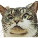 :Chat_segpa: