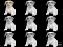 :Bourdon_chien_clone: