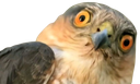 :Faucon_con: