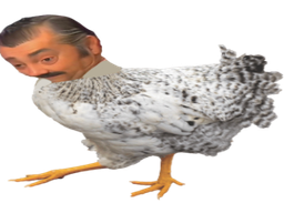 :Poule_cuck: