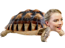 :AnyaTurtle: