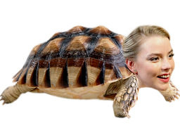 :AnyaTurtle: