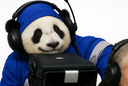 :Pandamiso: