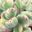 Photo de profil de Cotyledon