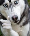 :Huskhey:
