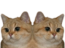 :chat_double: