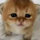 Chak