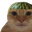 Photo de profil de ChatFouroumeur