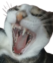 :chat_SPP: