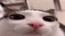:plink_big:
