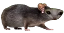 :iiii: