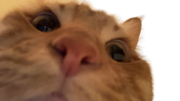 :Chat_zoom1: