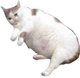 :Gros_chat: