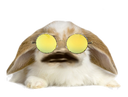 :Lapin_Belier_Lunettes_Jaunes: