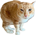 :chat_doudou: