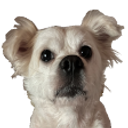 :polardog: