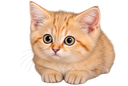:Chat_desert_peur: