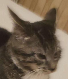 :chatvnr: