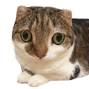 :Chat_choent: