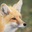 Photo de profil de Foxy