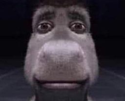 :Chat_ane_Shrek_copain: