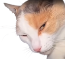 :chat_malicieux: